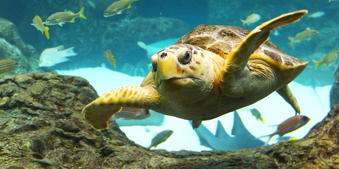 The Florida Aquarium