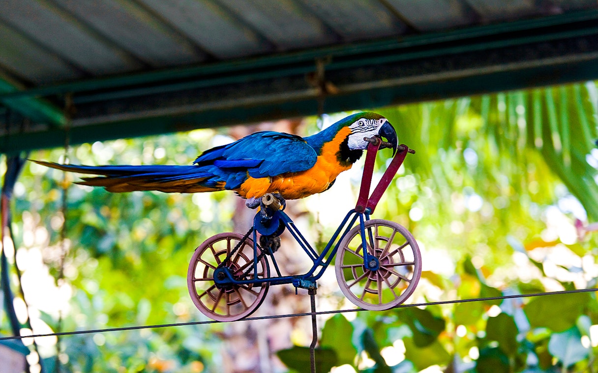 Blue-yellow macaw riding a miniature bike on a wire in a tropical setting.