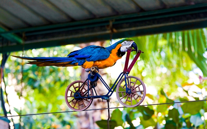Blue-yellow macaw riding a miniature bike on a wire in a tropical setting.