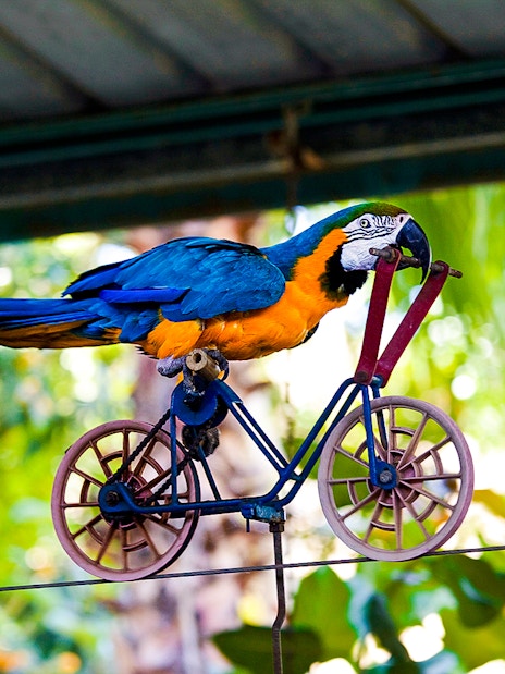 Blue-yellow macaw riding a miniature bike on a wire in a tropical setting.