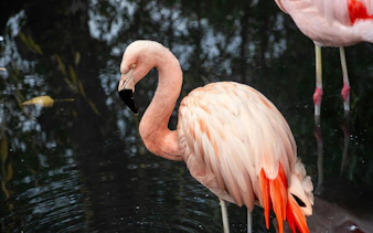 Flamingo standing in water at Chile Safari Park.