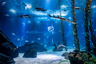 World of Oceanario Lisboa - inside