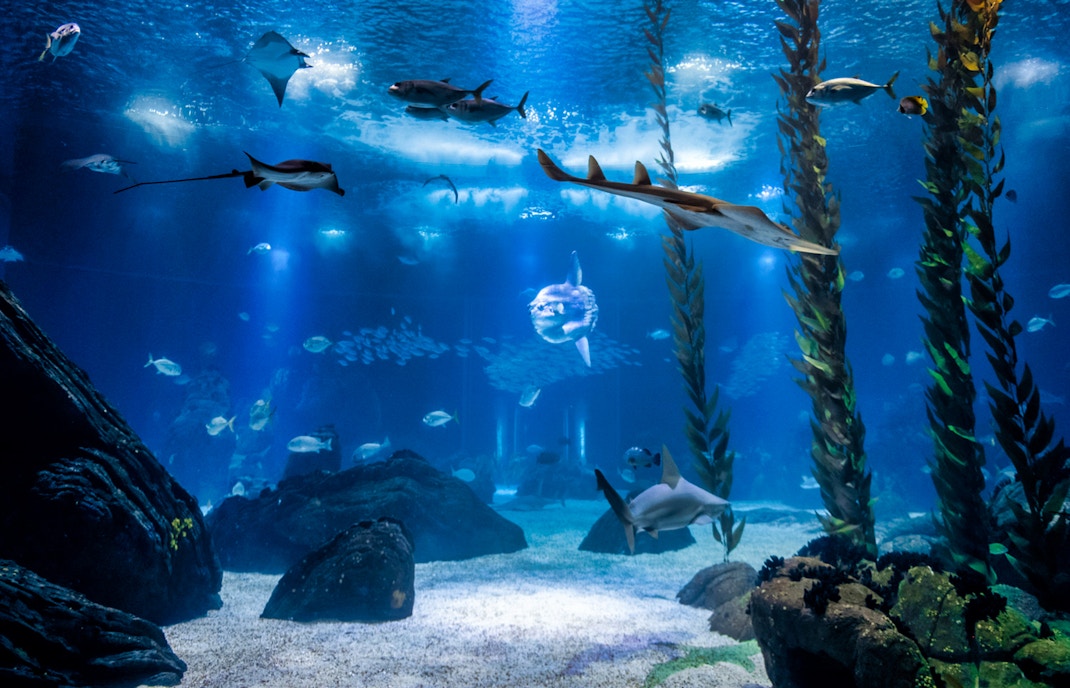 Lisbon Oceanarium