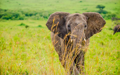 From Nairobi: 7-Day Masai Mara & Lake Nakuru Safari