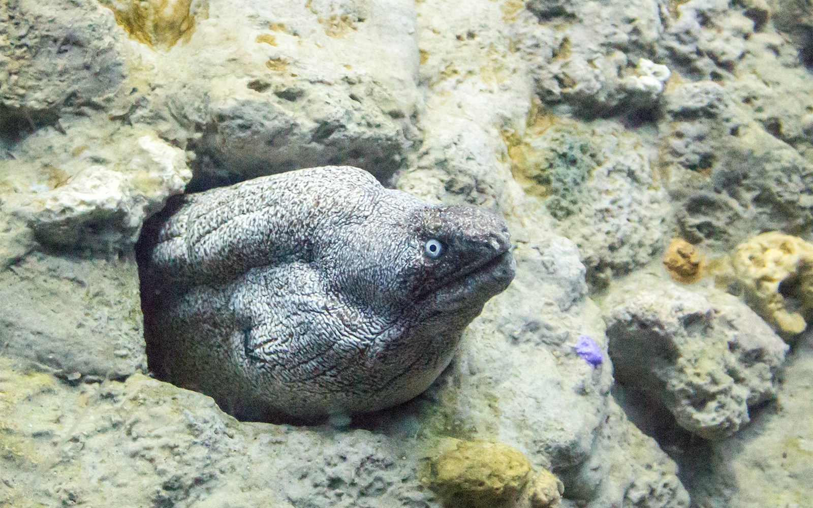 Genoa Aquarium - Temperate Seas