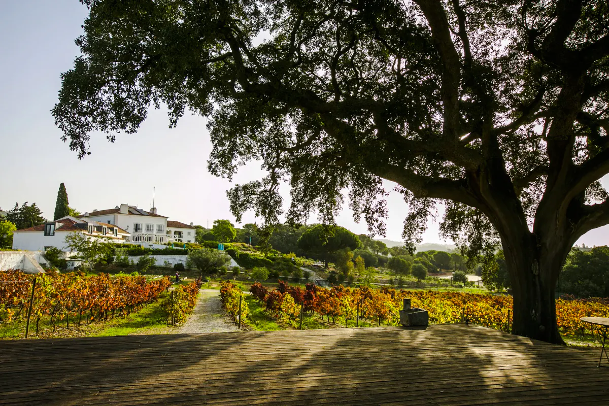 Vineyard view with large tree and estate in Arrábida, Lisbon.