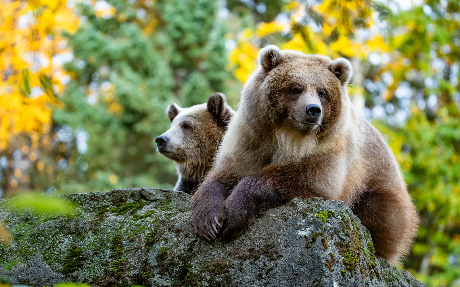 Bears resting on a rock at Woodland Park Zoo, Seattle.