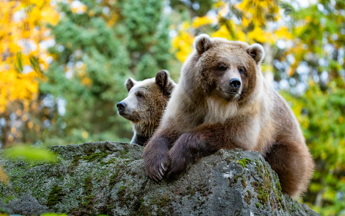 Bears resting on a rock at Woodland Park Zoo, Seattle.