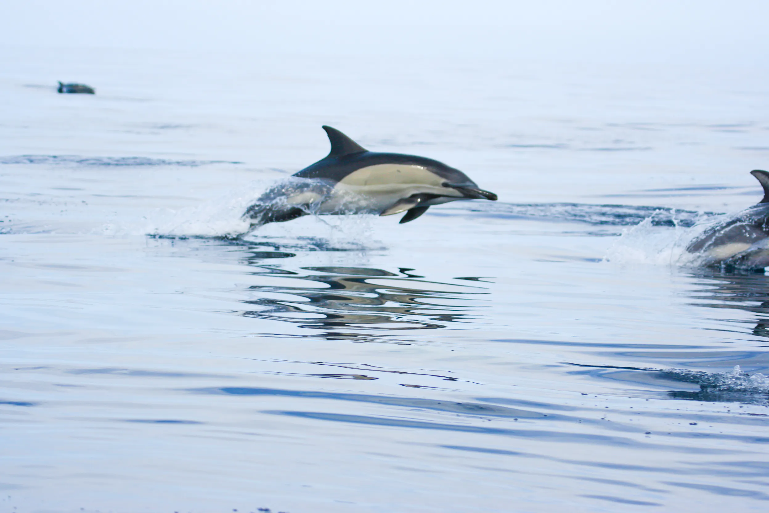 Wild dolphins swimming in the ocean near Ponta Delgada, São Miguel.