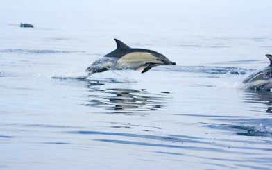 Wild dolphins swimming in the ocean near Ponta Delgada, São Miguel.