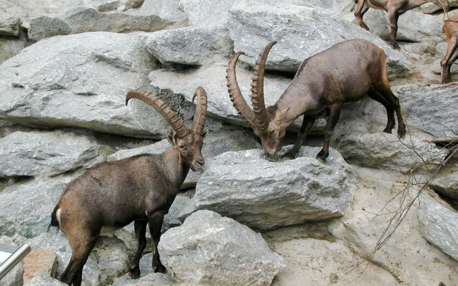 Alpine ibex climbing rocks at Alpenzoo Innsbruck.
