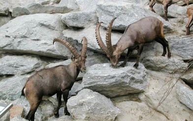 Alpine ibex climbing rocks at Alpenzoo Innsbruck.