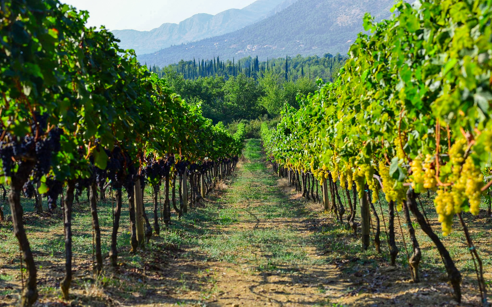 Vineyard rows with grapes in Konavle, Croatia, with mountains in the background.
