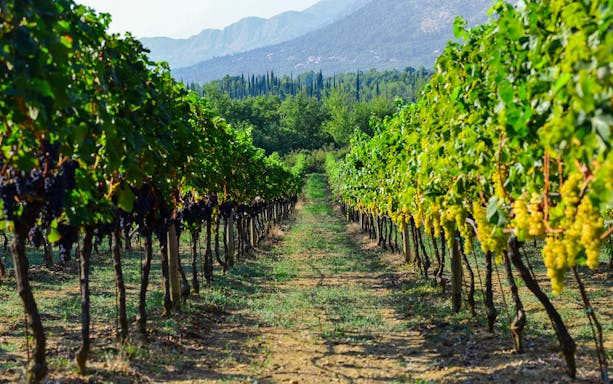 Vineyard rows with grapes in Konavle, Croatia, with mountains in the background.