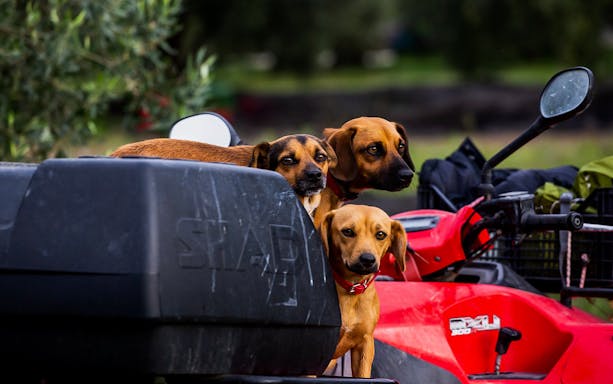 Dogs sitting on a red ATV during an olive oil tasting tour in Oristano.