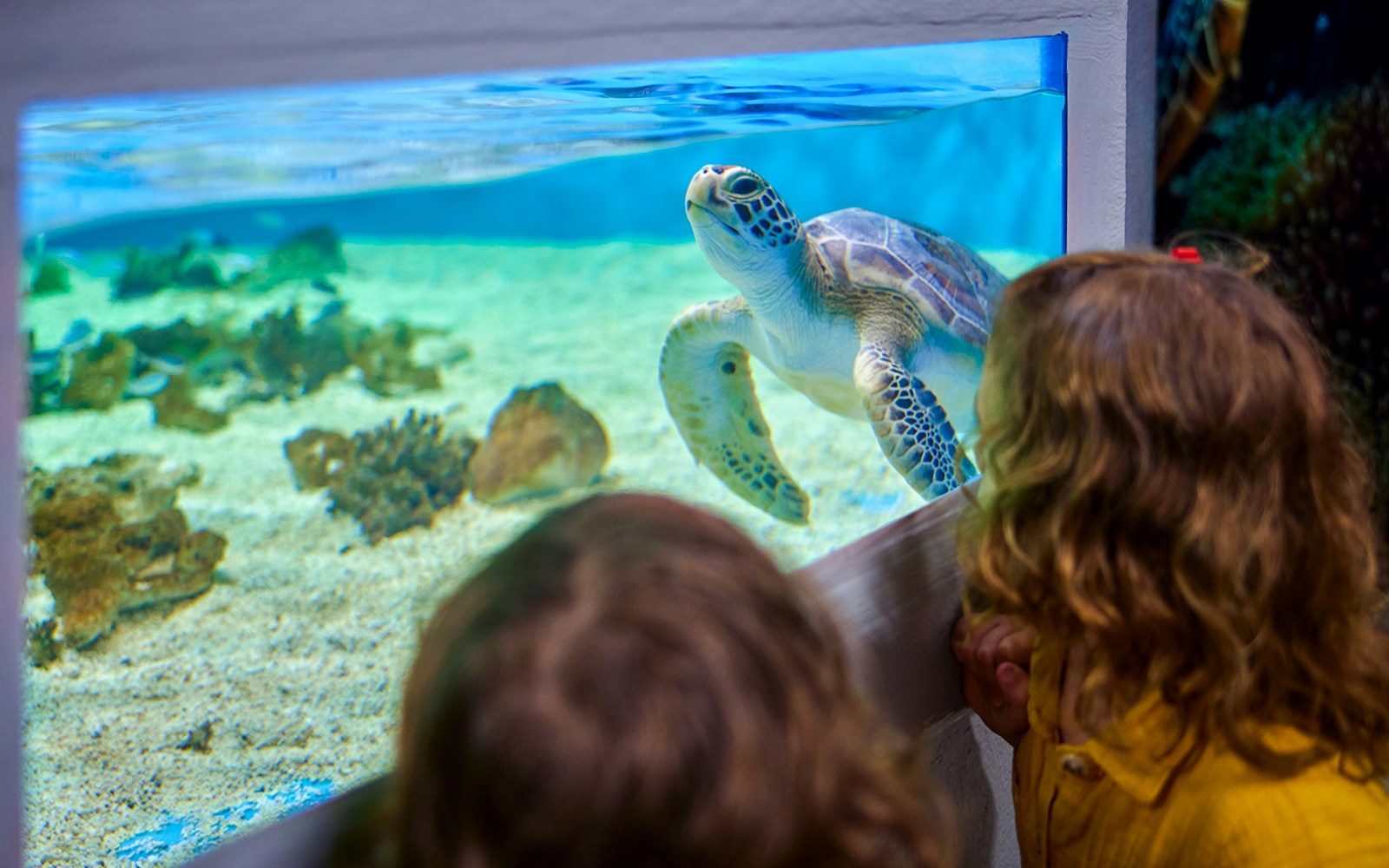 Children observing a sea turtle in an aquarium tank at Cairns Aquarium.