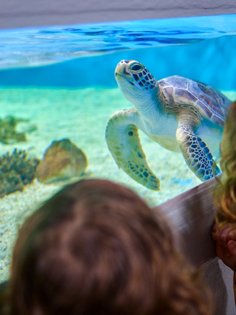 Children observing a sea turtle in an aquarium tank at Cairns Aquarium.