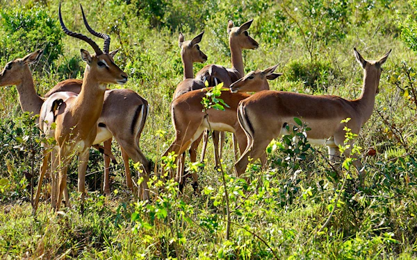 From Johannesburg: Kruger National Park Multi-Day Safari Tour with Panorama Route and Transfers