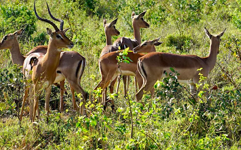 johannesburg'dan: panorama rotası ve transferler dahil kruger ulusal parkı çok günlük safari turu-1