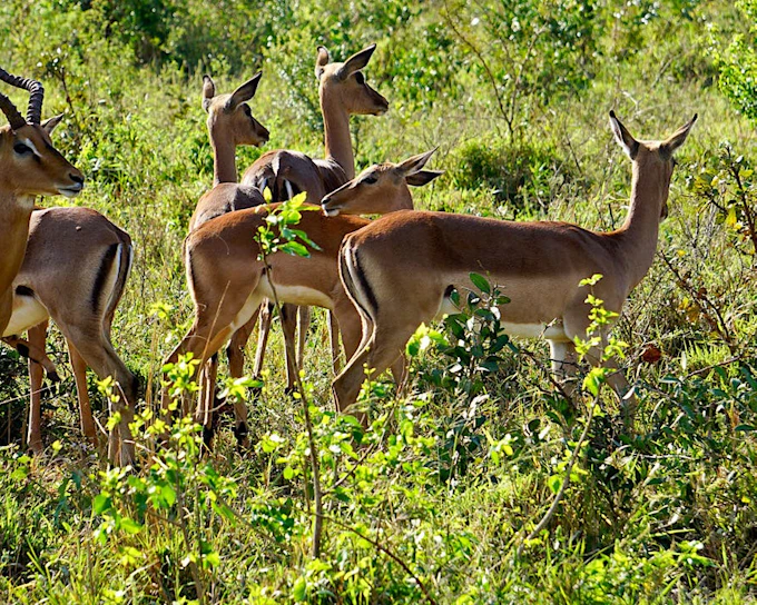 From Johannesburg: Kruger National Park Multi-Day Safari Tour with Panorama Route and Transfers