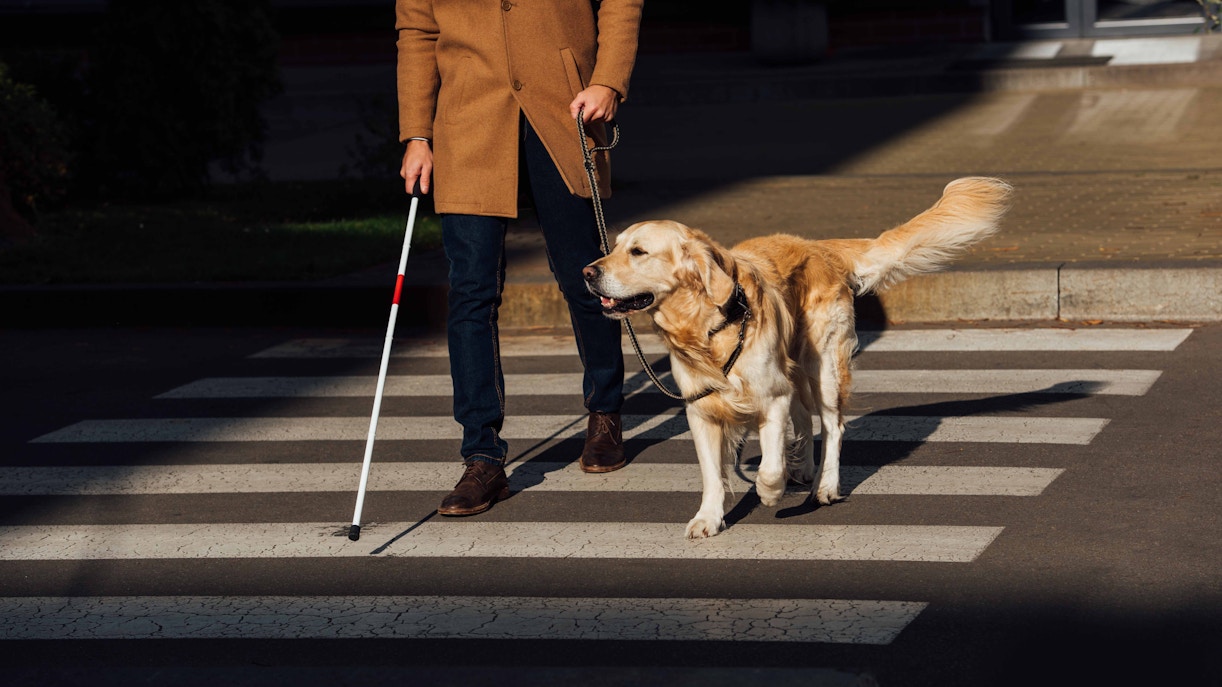 Person with a guide dog crossing a street using a white cane.