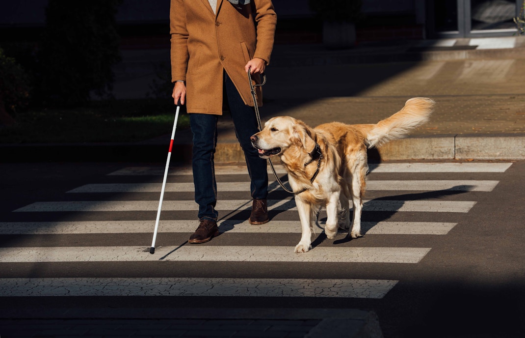 Person with a guide dog crossing a street using a white cane.