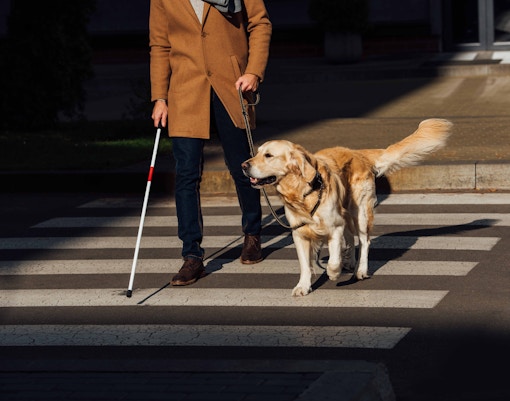 guide dog are allowed