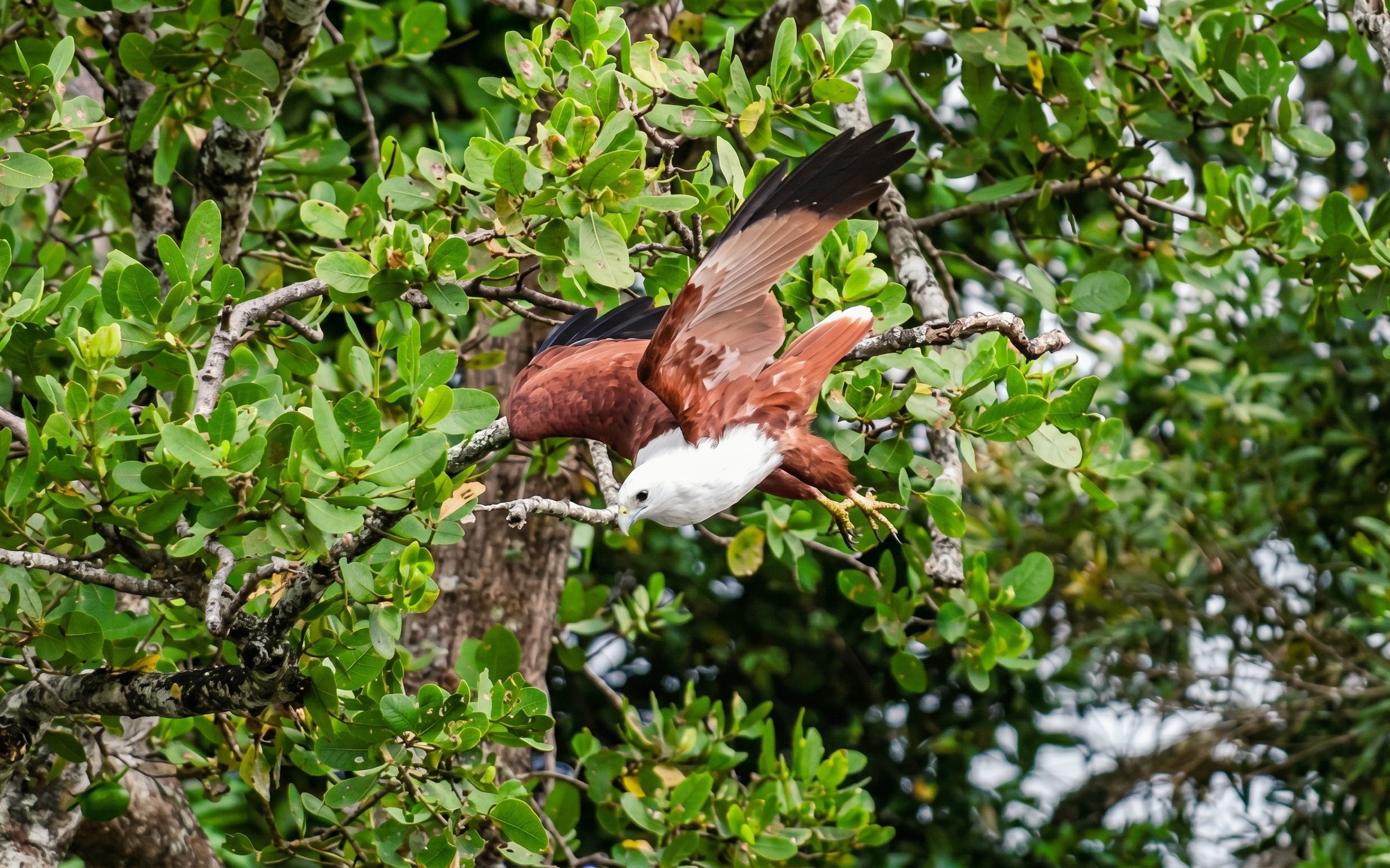 Bird in flight among lush greenery on Daintree River cruise.