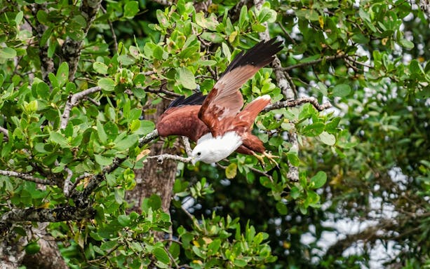 Bird in flight among lush greenery on Daintree River cruise.
