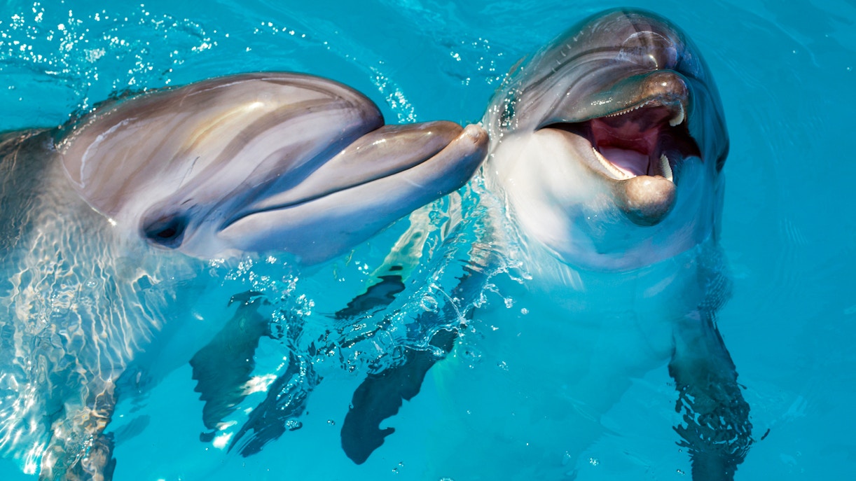 Dolphin Island, Singapore