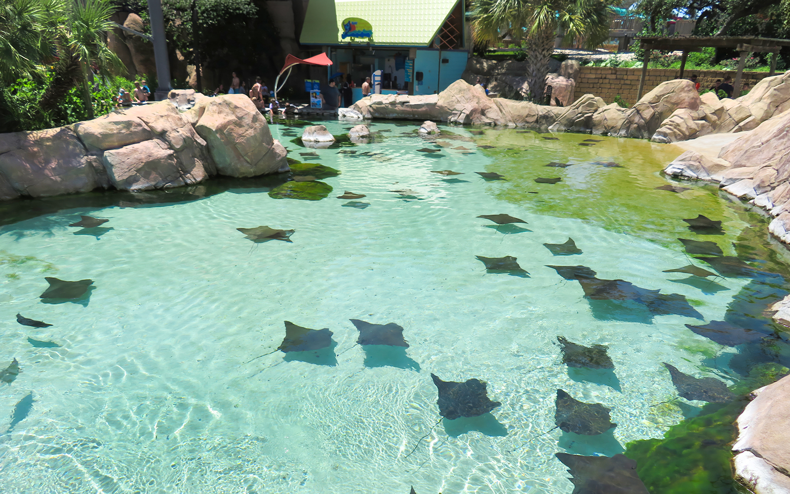 Stingrays swimming in a clear pool at Aquatica San Antonio, Texas.