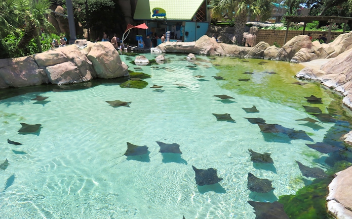 Stingrays swimming in a clear pool at Aquatica San Antonio, Texas.