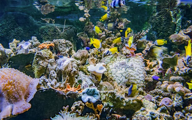 Colorful tropical fish swimming among coral reefs at Sea World Ancol aquarium in Jakarta.
