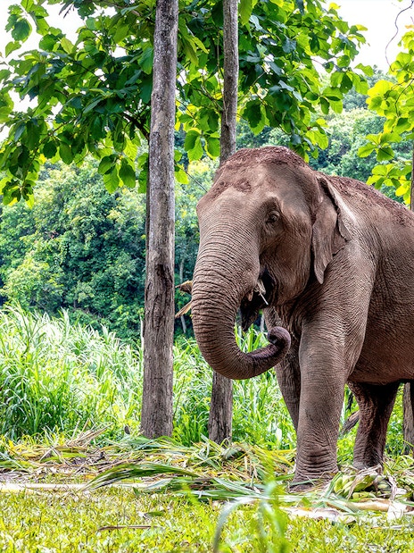 Elephant in lush greenery at Elephant Jungle Sanctuary, Pattaya.