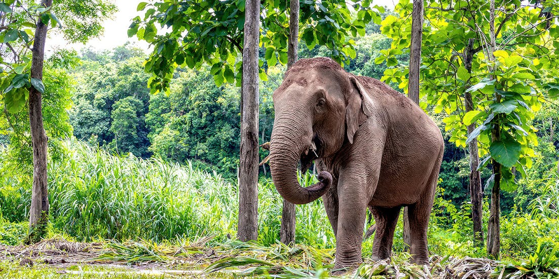 Sanctuaire de la jungle des éléphants, Pattaya