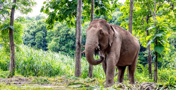 Olifanten Jungle Reservaat, Pattaya