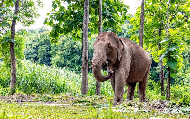 Elephant in lush greenery at Elephant Jungle Sanctuary, Pattaya.