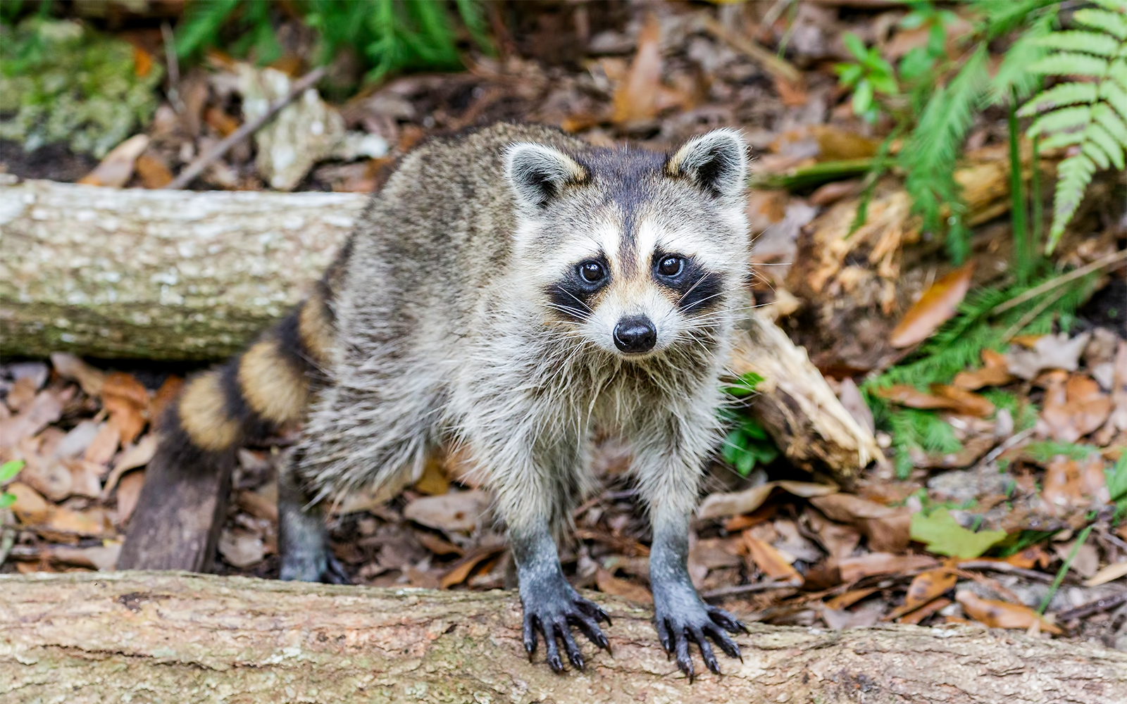 Raccoon in natural habitat, Everglades, Florida.