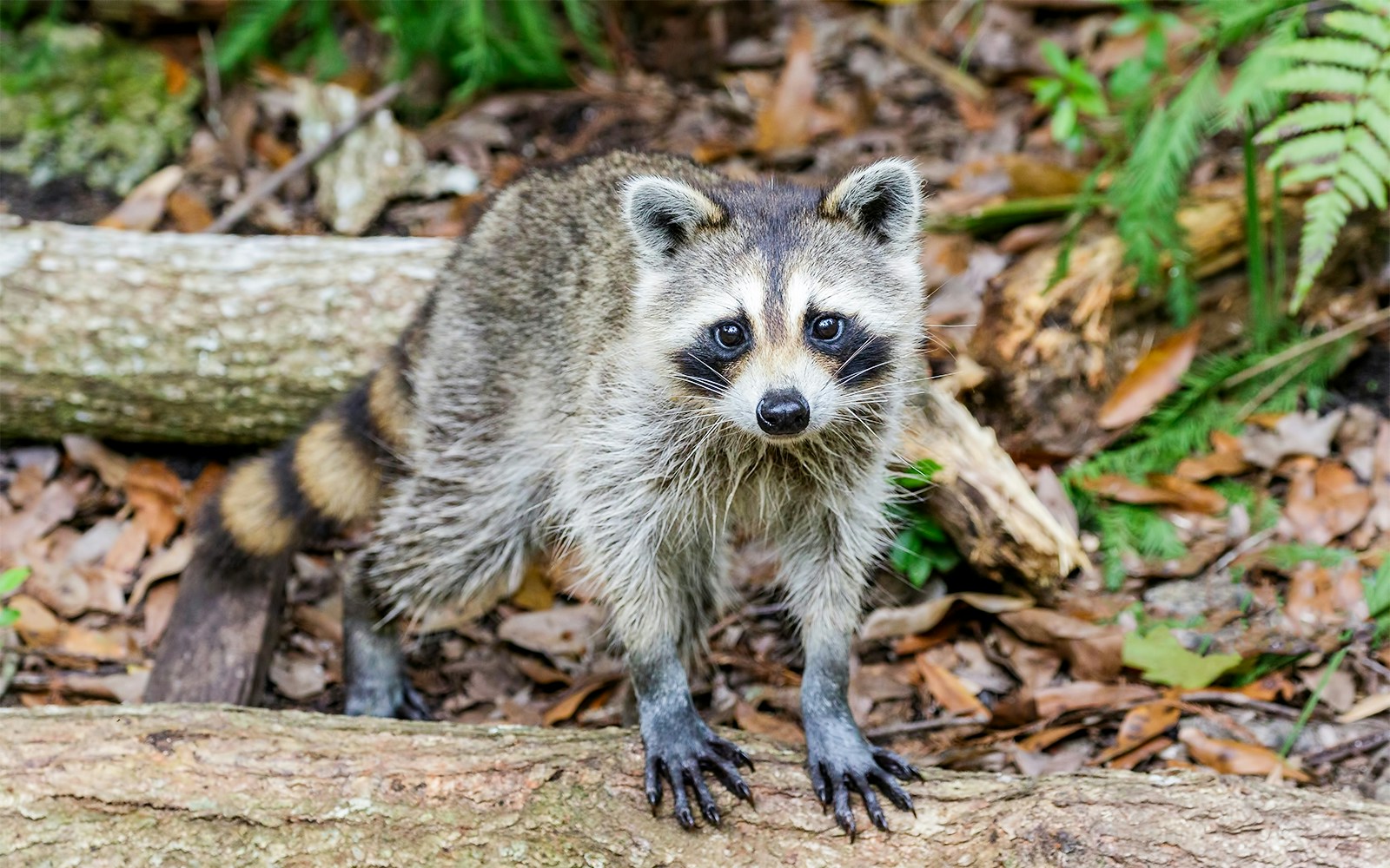Raccoon in natural habitat, Everglades, Florida.