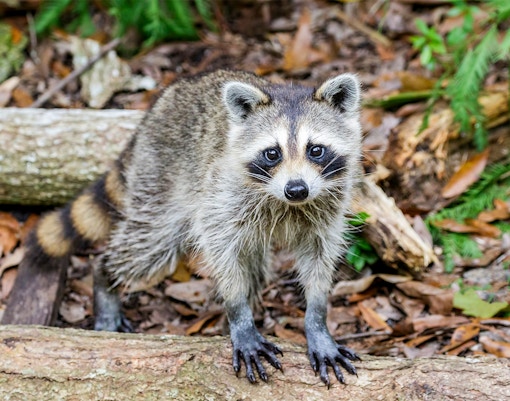 Raccoon in natural habitat, Everglades, Florida.