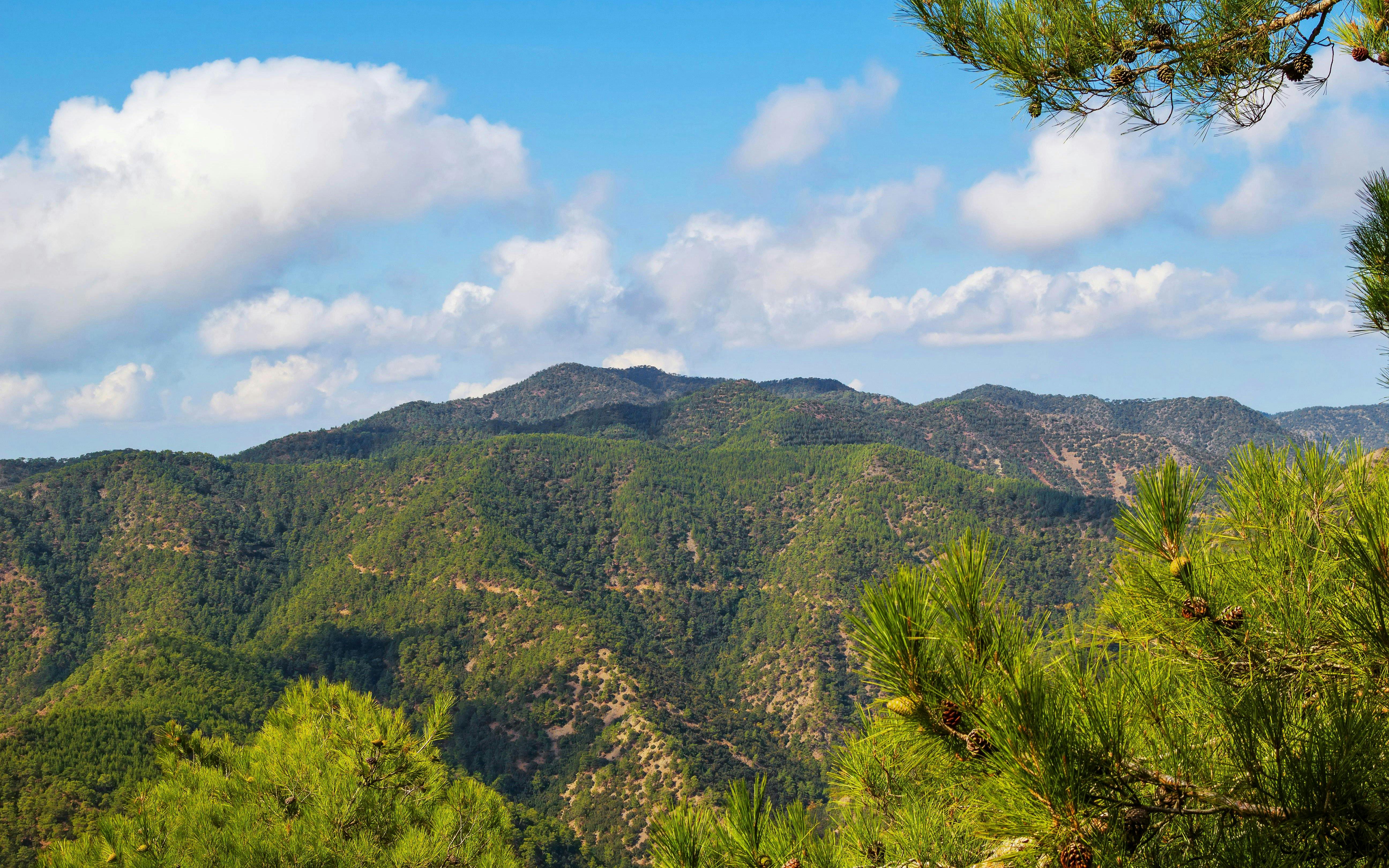 Troodos Mountains landscape with pine trees under a blue sky, Cyprus.