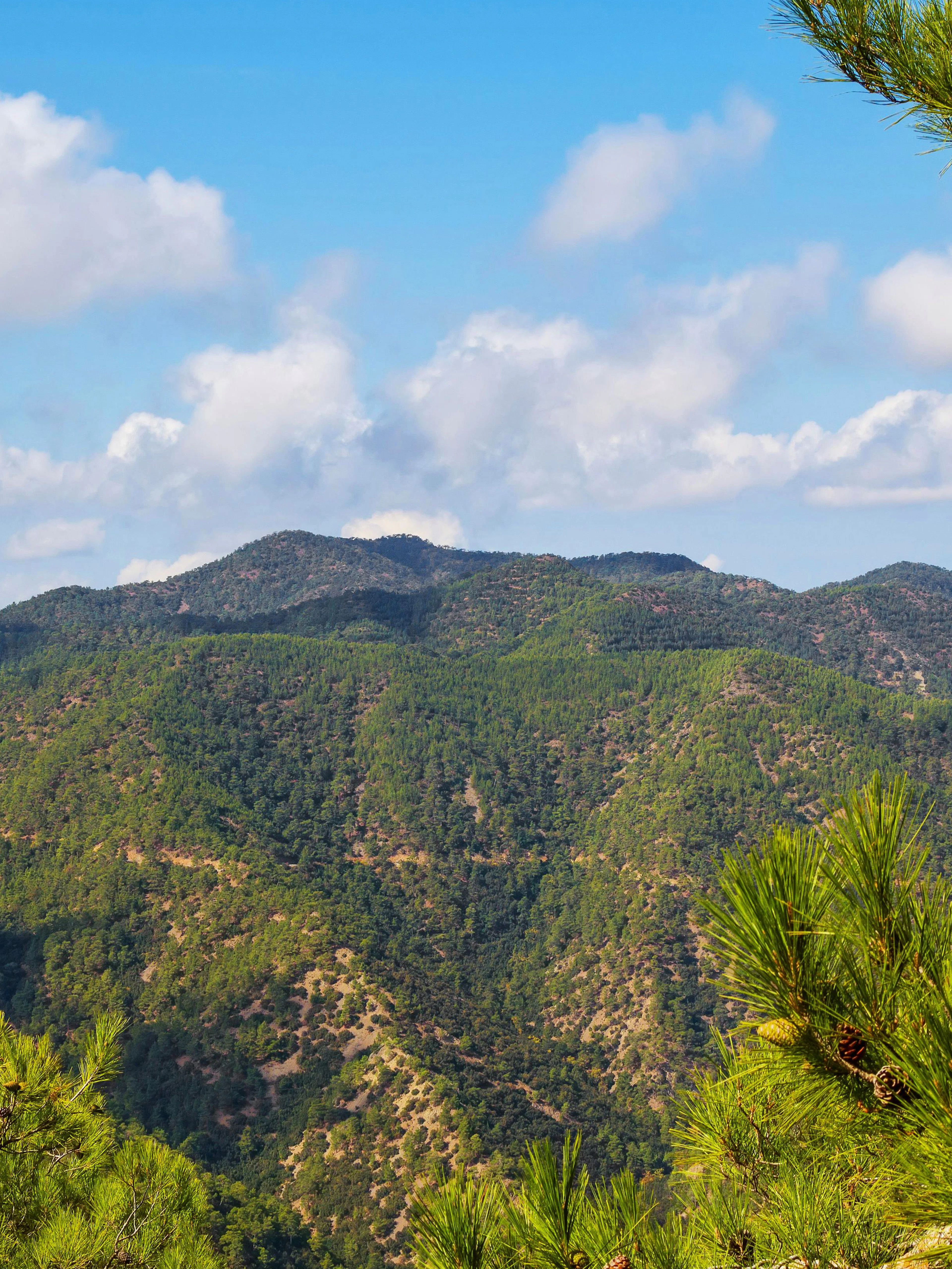 Troodos Mountains landscape with pine trees under a blue sky, Cyprus.