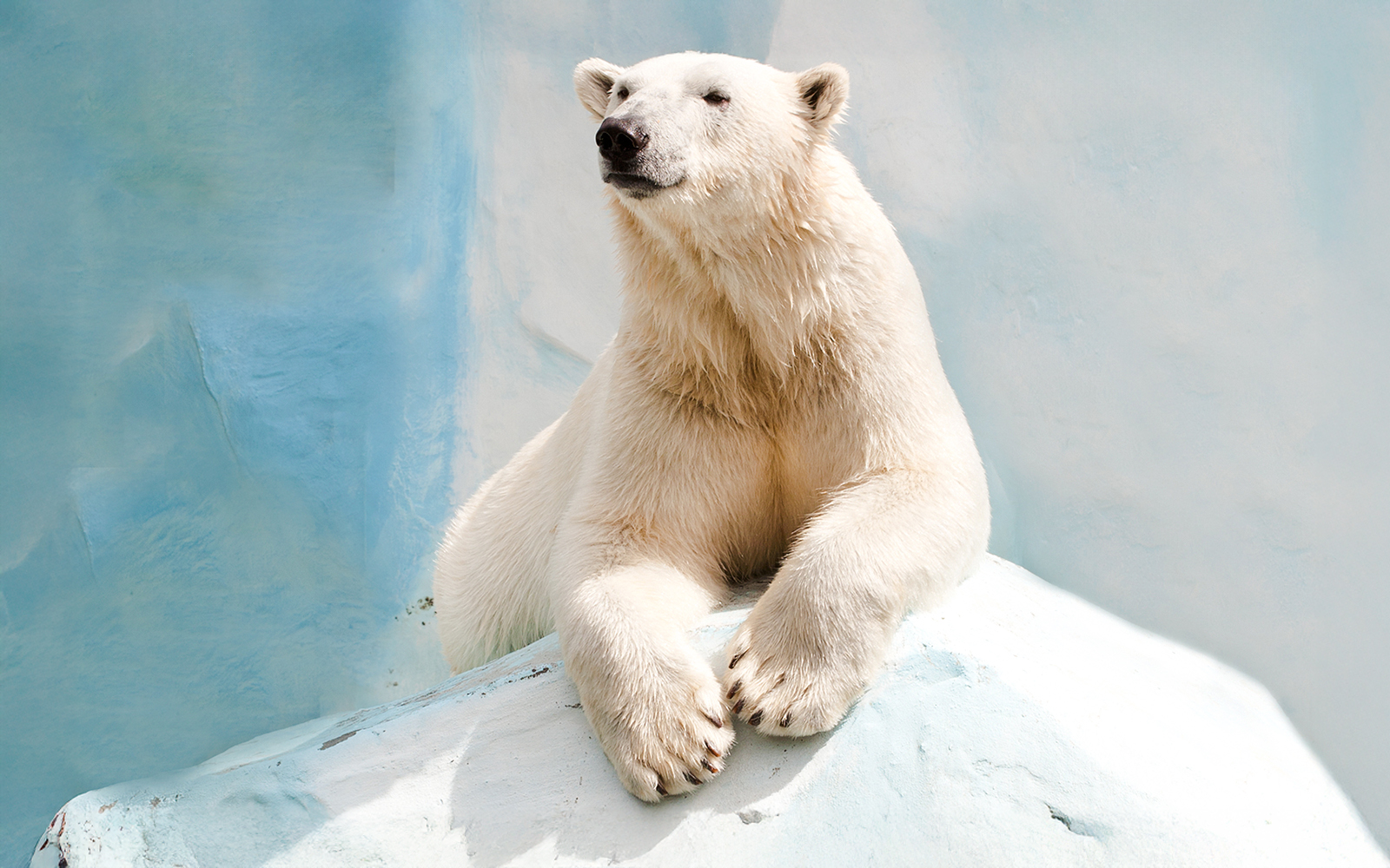 Polar bear resting on ice at Ranua Wildlife Park, Finland.