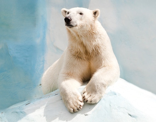 Polar bear resting on ice at Ranua Wildlife Park, Finland.