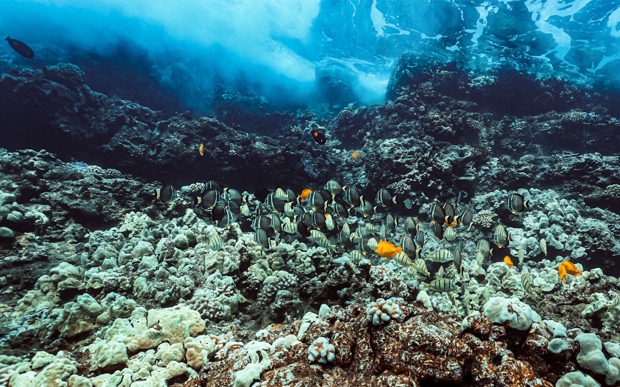 Colorful fish swimming over coral reef in Lanaʻi, Hawaii.