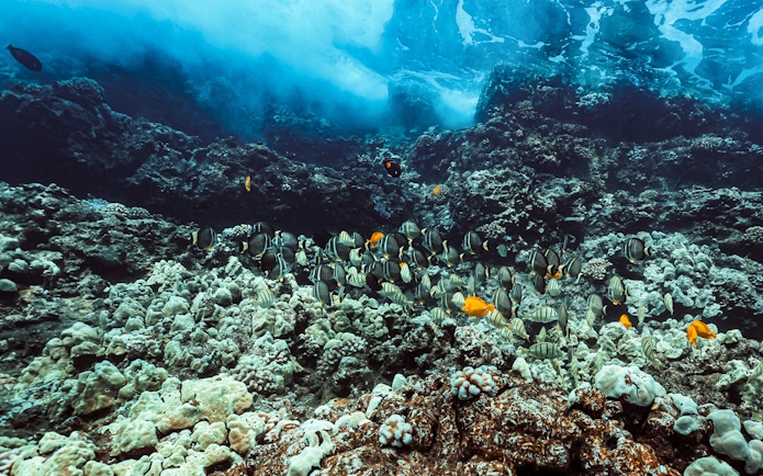 Colorful fish swimming over coral reef in Lanaʻi, Hawaii.