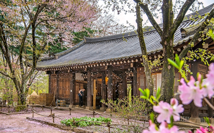 Traditional Korean building surrounded by cherry blossoms on Alpaca World Day Tour.
