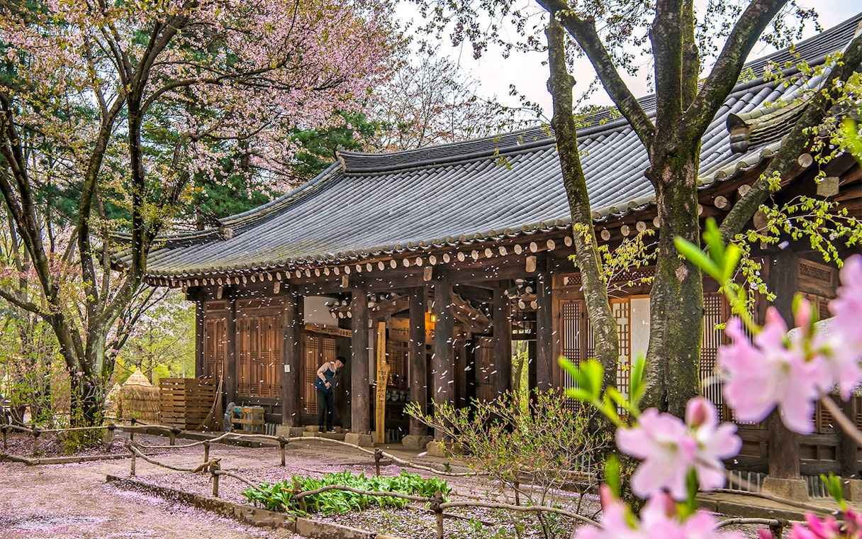 Traditional Korean building surrounded by cherry blossoms on Alpaca World Day Tour.