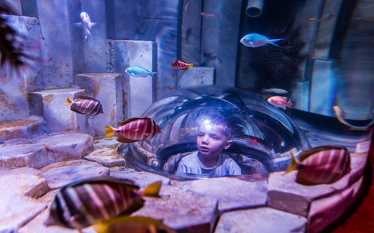 Child observing colorful fish through a dome at SEA LIFE Melbourne.