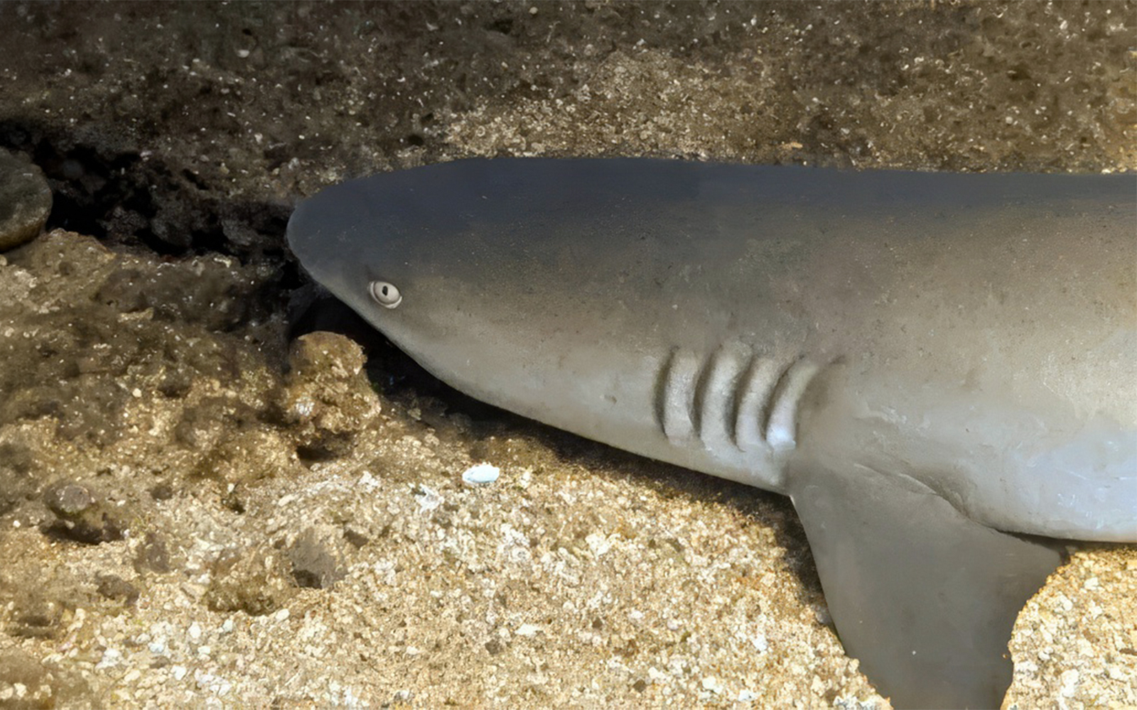 Shark resting on ocean floor during Maui night dive tour.